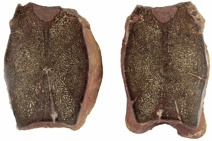 Cut & Polished, Agatized Kritosaurus Vertebra - Aguja Formation #190195